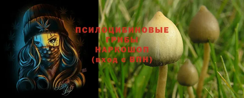 Псилоцибиновые грибы Psilocybine cubensis  Выкса 